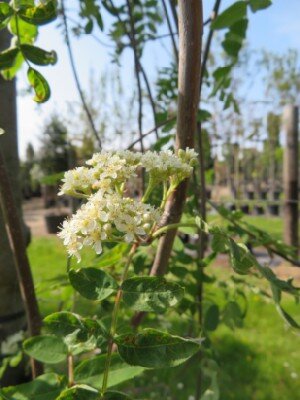 SORBUS aucuparia 'Pendula'