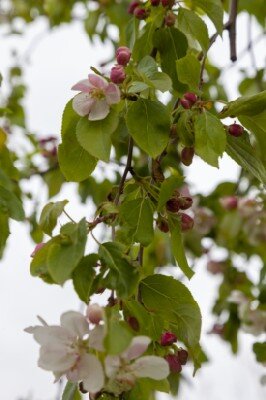 MALUS x schiedeckeri 'Red Jade'
