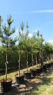 PINUS sylvestris