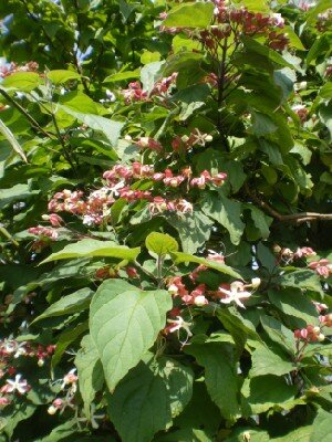 CLERODENDRUM trichotomum - image 5