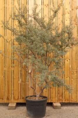 HIPPOPHAE rhamnoides 'Leikora'