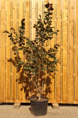 CORYLUS maxima 'Red Filbert' - image 1