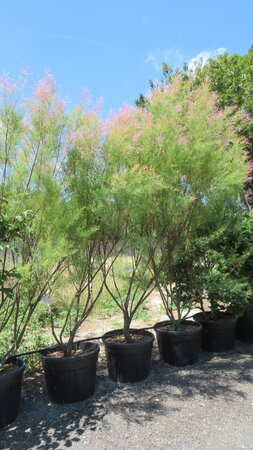 TAMARIX ramosissima 'Pink Cascade'