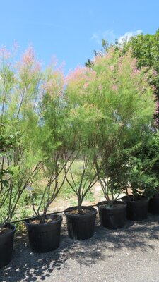 TAMARIX ramosissima 'Pink Cascade'