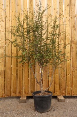 NOTHOFAGUS antarctica - image 1