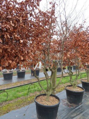 FAGUS sylvatica - image 2