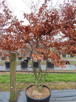 FAGUS sylvatica - image 2