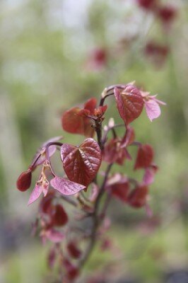 CERCIS canadensis 'Forest Pansy'
