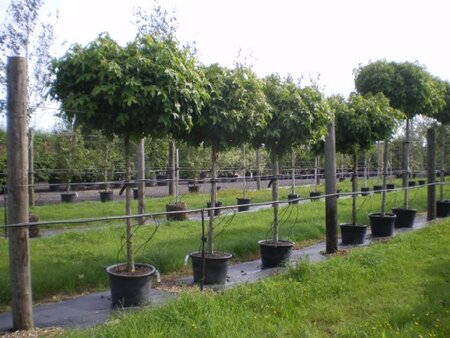 LIQUIDAMBAR styraciflua 'Gum Ball' - image 1