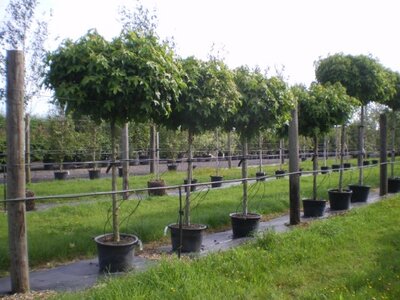 LIQUIDAMBAR styraciflua 'Gum Ball' - image 3