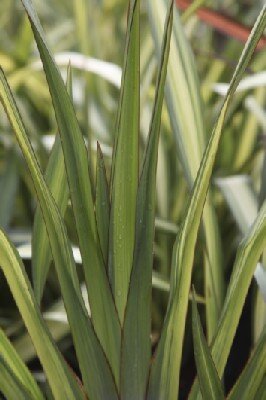 PHORMIUM 'Yellow Wave'