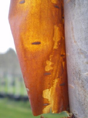 BETULA albosinensis 'Fascination' - image 4