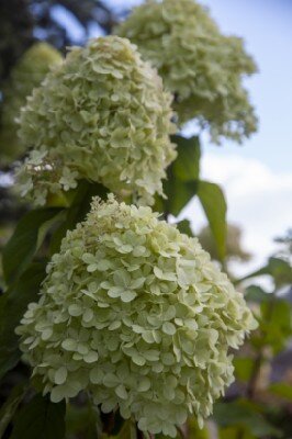 HYDRANGEA paniculata 'Limelight' - image 3
