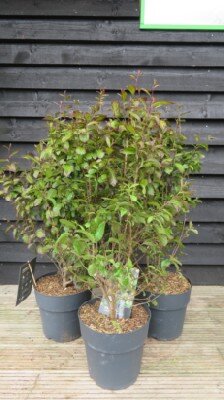 PARROTIA persica 'Persian Spire' - image 3