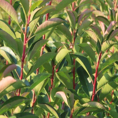 PHOTINIA x fraseri 'Red Light'