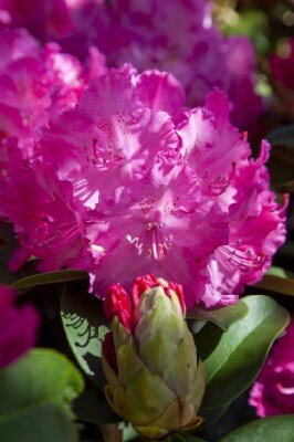 RHODODENDRON 'Germania' - image 2