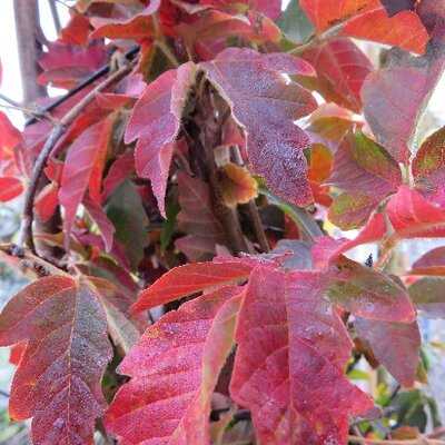ACER griseum - image 2