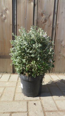 TEUCRIUM fruticans - image 3