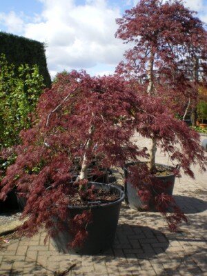 ACER palmatum dissectum 'Garnet' - image 2