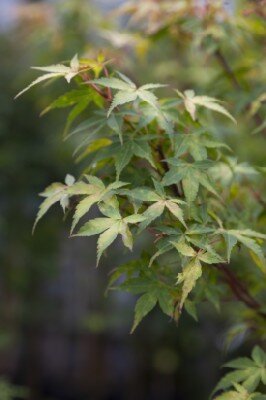 ACER palmatum 'Katsura' - image 6