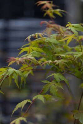 ACER palmatum 'Katsura' - image 7