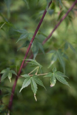 ACER palmatum 'Katsura' - image 9
