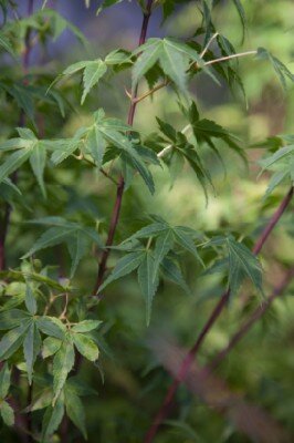 ACER palmatum 'Katsura' - image 4
