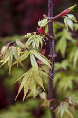ACER palmatum 'Osakazuki' - image 3