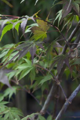 ACER palmatum 'Osakazuki' - image 3