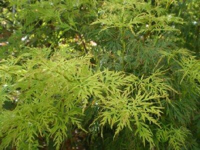 ACER palmatum dissectum 'Seiryu' - image 3