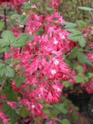 RIBES sanguineum 'King Edward VII' - image 2