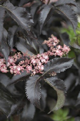 SAMBUCUS nigra 'Black Tower'