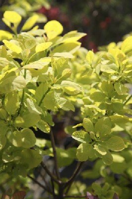 COTINUS coggygria 'Young Lady' - image 3