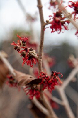 HAMAMELIS x intermedia 'Diane' - image 6
