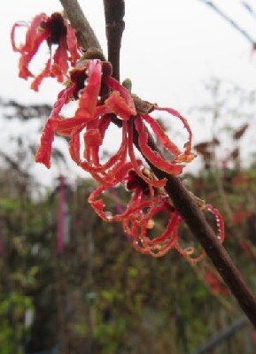 HAMAMELIS x intermedia 'Feuerzauber'
