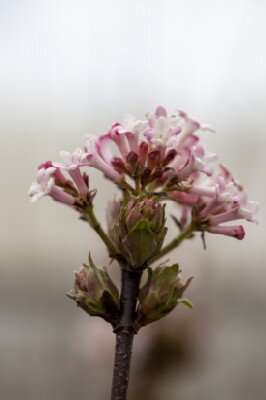 VIBURNUM x bodnantense 'Dawn' - image 2