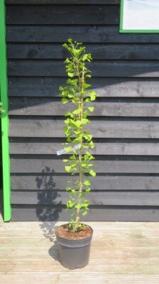 GINKGO biloba 'Autumn Gold'