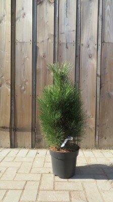PINUS nigra 'Green Tower'