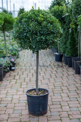 LAURUS nobilis 'Bay Junior'