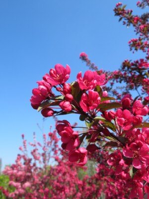 MALUS 'Prairifire' - image 3