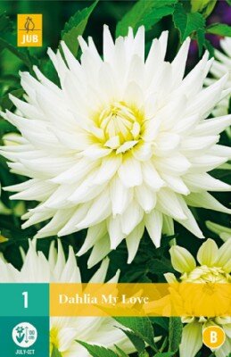 DAHLIA 'My Love'