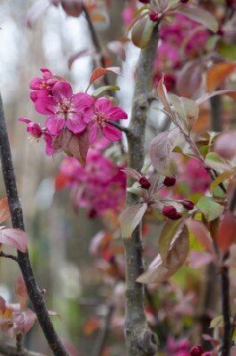 MALUS 'Coccinella'