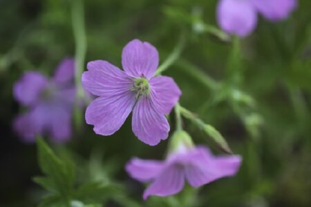 GERANIUM endressii - image 1