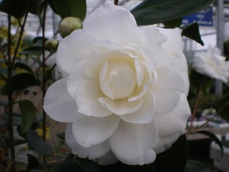 CAMELLIA japonica White