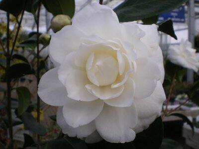 CAMELLIA japonica White