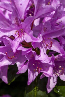 RHODODENDRON 'Roseum Elegans' EASYDENDRON