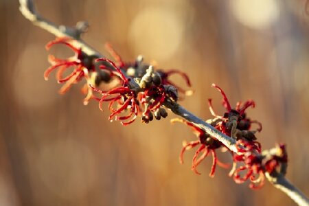 HAMAMELIS x intermedia 'Rubin'
