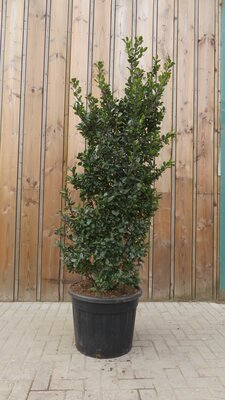 ILEX x meserveae 'Blue Prince'