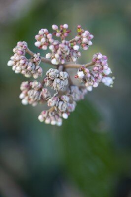 VIBURNUM 'Pragense'