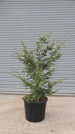 CEDRUS libani 'Horstmann'